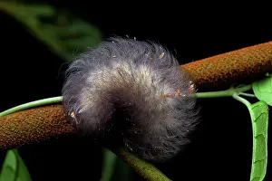 Crinkled: Flannel moth (Megalopygidae sp) caterpillar, Montagne