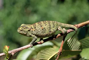 Dilepis: Flap-neck Chameleon