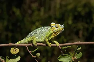 Discovered: This flap-neck Chameleon was discovered
