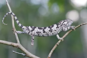 Dilepis: Flap-necked Chameleon
