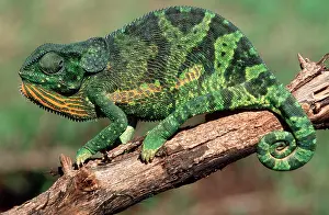 Chameleo: Flap-necked Chameleon