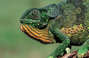 Chameleo: Flap-necked Chameleon