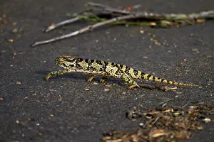 Chamaeleo: Flap-necked chameleon (Chamaeleo dilepis)