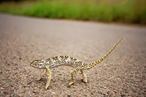 Crosses: Flap-necked chameleon (Chamaeleo dilepis) crosses