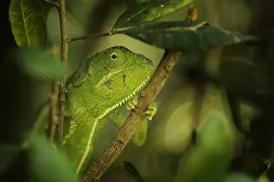 Hide: A Flap Necked Chameleon (Chamaeleo dilepis) takes