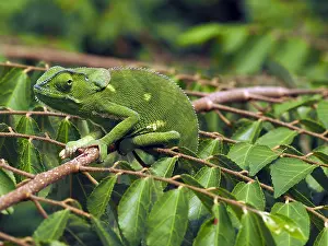 Chamaeleon: Flap-Necked Chameleon in the Masai Mara, Kenya