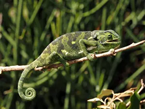 Chamaeleon: Flap-Necked Chameleon in the Masai Mara, Kenya
