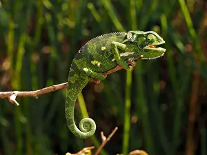 Chamaeleon: Flap-Necked Chameleon in the Masai Mara, Kenya