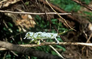 Dilepis: Flap-necked Chameleon - shedding skinS