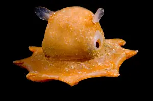 Octopi: Flapjack Octopus / Dumbo deep sea (between 500