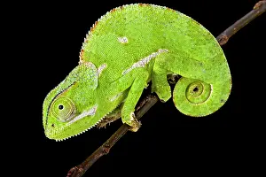 Spiral: Flapnecked chamaeleon (Chamaeleo dilepis), Tanzania