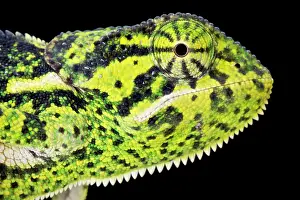 Rwanda: Flapnecked chameleon (Chamaeleo dilepis), Tanzania