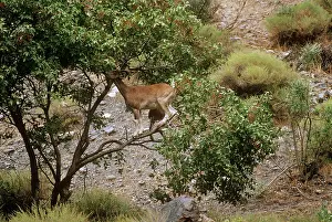Pakistan: Flare-horned Markhor - female, feeding in tree