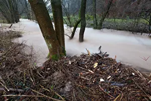 Flash: Flash flood - in hill land stream after torrential