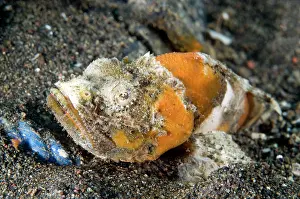 Secret: Flasher scorpionfish (Scorpaenopsis macrochir)