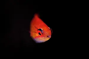 Flasherwrasse: Flasherwrasse Seraya shore dive, Bali, Indonesia