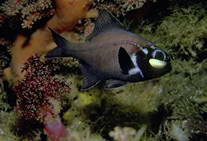 Bacterium: Flashlight fish - These fish have a symbiotic bacterium