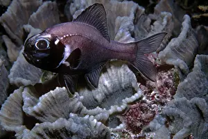 Bacterium: Flashlight Fish - these fish have a symbiotic bacterium
