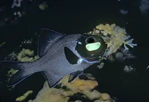 Valerie & Ron Taylor: Flashlight Fish - These fish have a symbiotic bacterium