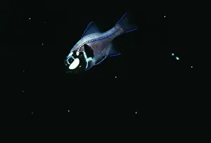Flash: FLASHLIGHT FISH - Light on