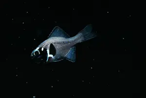 Flash: FLASHLIGHT FISH - Light off