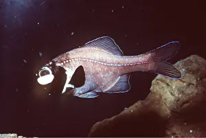 Flashlight: FLASHLIGHT FISH - Symbiotic bacteria, bioluminescent