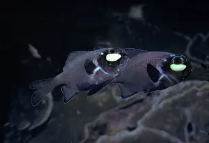 Bacterium: Flashlightfish - These fish have a symbiotic bacterium