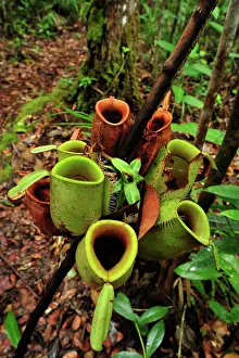 Nepenthes: Flask-shaped Pitcherplant