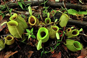 Nepenthes: Flask-shaped Pitcherplant