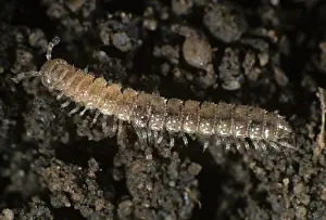 Photomicrography: Flat-back millipede