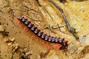 Millipedes: Flat-backed Millipede