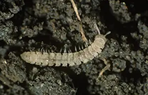 Millipede: Flat backed millipede