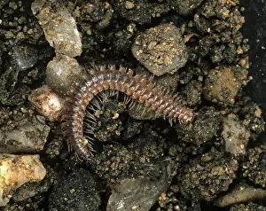 Diplopoda: Flat backed millipede
