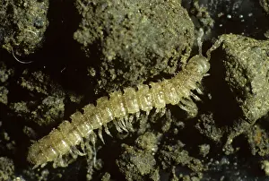 Micrograph: Flat backed millipede