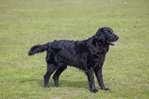 Coated: Flat Coated Retriever