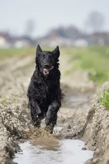 Coated: Flat Coated Retriever
