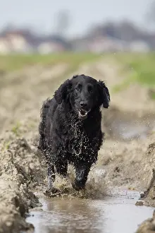 Coated: Flat Coated Retriever