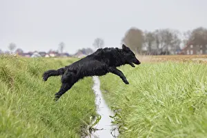 Coated: Flat Coated Retriever