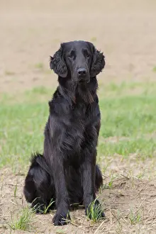 Coated: Flat Coated Retriever - adult dog sitting on field - Germany
