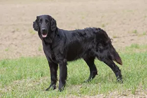 Pedigreed: Flat Coated Retriever - adult dog standing on
