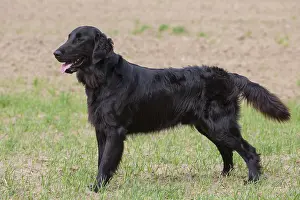 Coated: Flat Coated Retriever - adult dog standing on