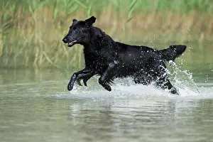 Coated: Flat-Coated Retriever, black, running through water