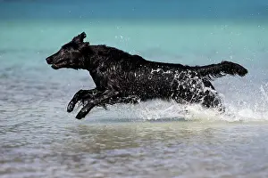 Coated: Flat-Coated Retriever, black, running through water