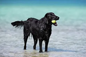 Coated: Flat-Coated Retriever, black, standing in water