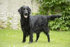 280918: Flat coated retriever dog outdoors