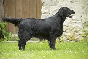 280918: Flat coated retriever dog outdoors