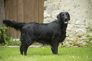 280918: Flat coated retriever dog outdoors