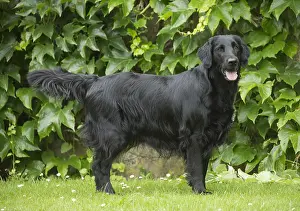 280918: Flat coated retriever dog outdoors