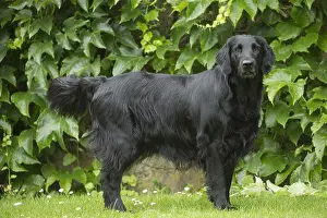 280918: Flat coated retriever dog outdoors