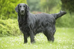 280918: Flat coated retriever dog outdoors
